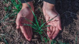 Syngenta Seedcare, Bioceres Crop Solutions Collaborate to Bring Innovative Biological Seed Treatments to Market