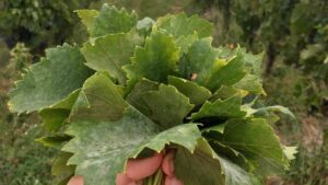How Do Nutrients in Leaves Inform Farming Practices?