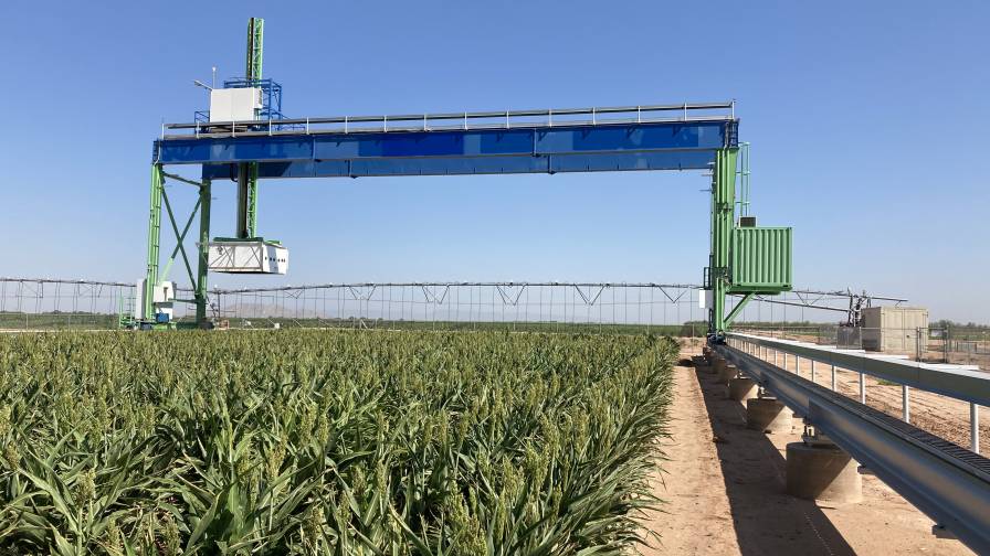 Sorghum Research