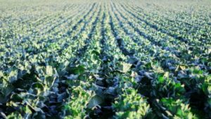 Valent BioSciences Launches New Biostimulant Operating Unit