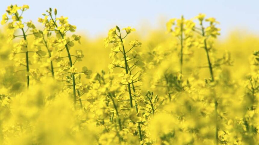 Cibus and Biographica Form Collaboration Using AI to Advance Disease Resistance in Canola and Oilseed Rape