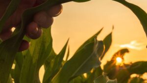 AI and Pest Management: Protecting Yields with Smart Technology