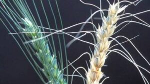 Virus Undercuts Fungus Attacks on Wheat