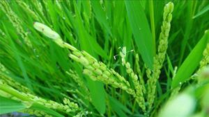 Valent U.S.A. and Kumiai Partner to Develop Effeeda Herbicides for U.S. Rice Producers