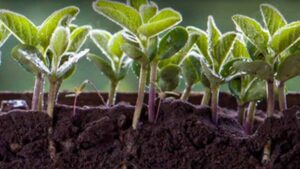 Groundwork BioAg, Anew Climate Partner on Soil Carbon Breakthrough