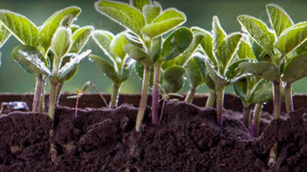 Groundwork BioAg, Anew Climate Partner on Soil Carbon Breakthrough