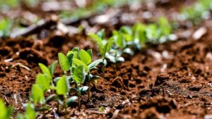 Xitavo Soybean Seed Kicks Off 2022 Yield Trials As a Top Performer