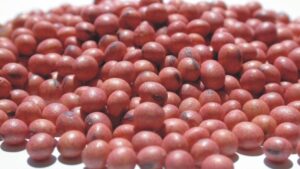 Seed Treatment Market in North America: Growth Analysis, Trends, and Insights
