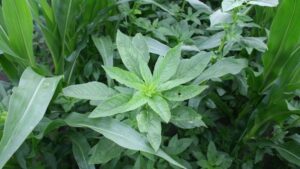 Post-Covid, U.S. Ag Strives to Balance Cost, Weed Management