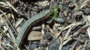 The Insect Pest Wild Card: How to Prepare for Insecticide Applications in 2023