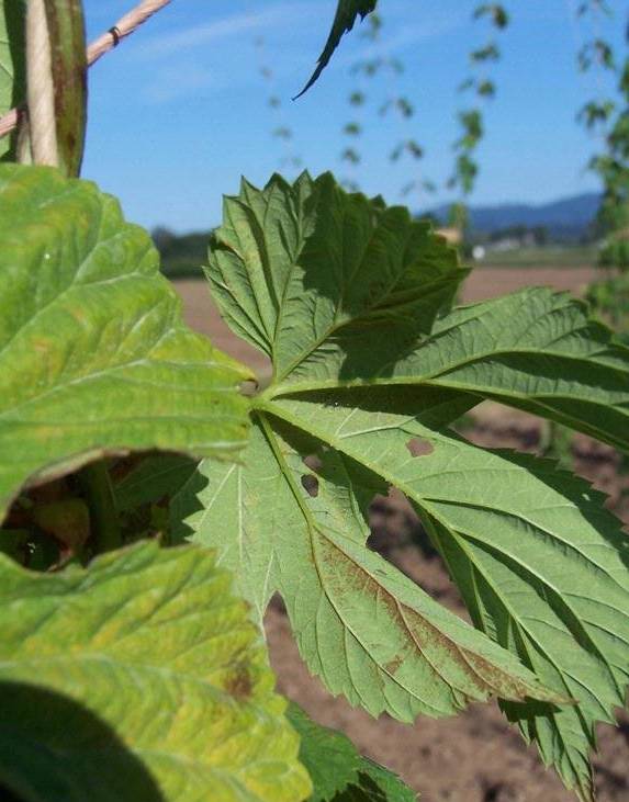 Spider Mites Photo: David Gent, USDA Agricultural Research Service, Bugwood.org
