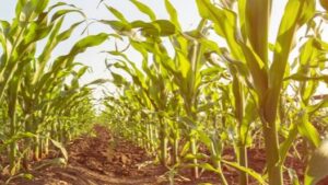 3 Reasons Why Manganese Is Critical for Healthy and High-Yielding Crops