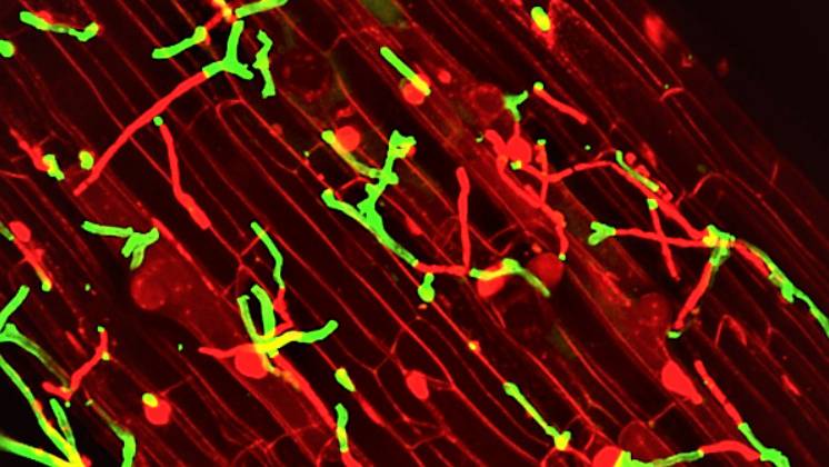 BioConsortia photomicroscopy – Fungal Root Colonization.