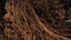 Study Improves Understanding of How Bacteria Benefit Plant Growth