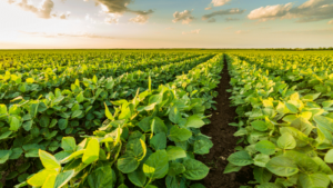 Upgrade Your Soybean Yield Potential With Enhanced Optimize® FXC DS