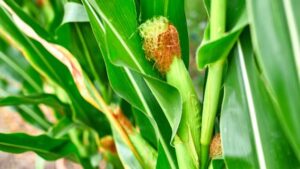 Remote Sensing Helps Explain How Farmers Can Track and Tackle Droughts in Iowa