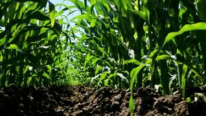 Helena Reveals Multi-Year Nutrient Deficiency Findings