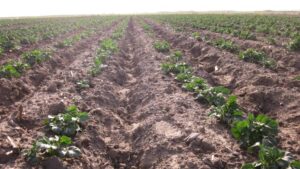 Emerging Fusarium Species and Their Implications for Potato Dry Rot Management