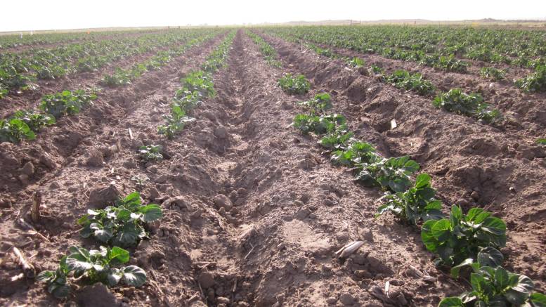 How Farmevo’s Lense AI Brings Precision Agriculture to Potato Fields