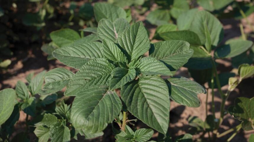 How to Attack Weed Resistance, Auxin Failures in ’23