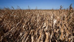Analyze Harvest Data to Push Performance Year After Year