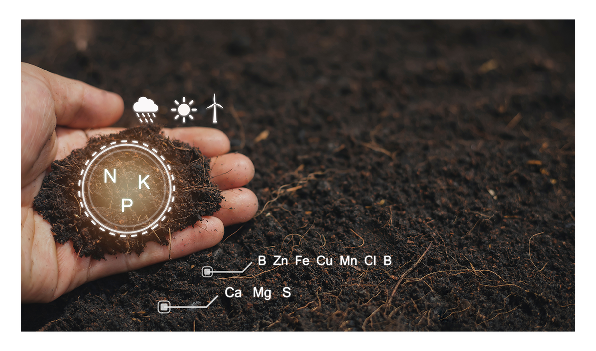 crop-nutrition