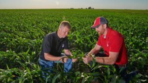 Should You Make an Early Fungicide Application?