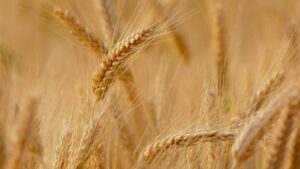 Bayer, AgPlenus Team Up to Develop a New Sustainable Weed Control Solution Using AI Technology