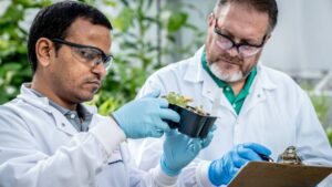 Harpe Bioherbicide Biosolutions Awarded NSF Grant to Study Weed Resistance