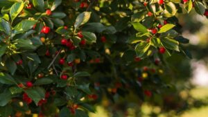 Stratovation to Launch Collaborative Specialty Crop Biologicals Study with Noted Ag Groups