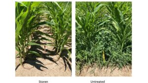 Syngenta’s Storen Corn Herbicide Receives U.S. EPA Registration