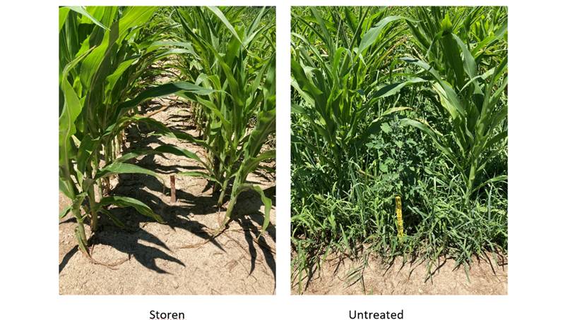 Syngenta’s Storen Corn Herbicide Receives U.S. EPA Registration