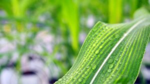 Syngenta Brings Together Biologicals Businesses Under Syngenta Biologicals