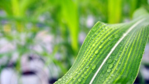 Beyond the Buzz: How Biostimulants Are Earning Growers’ Trust