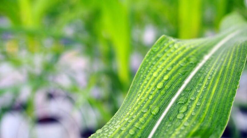 Beyond the Buzz: How Biostimulants Are Earning Growers’ Trust