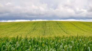 Climate Change and the Crop Twist