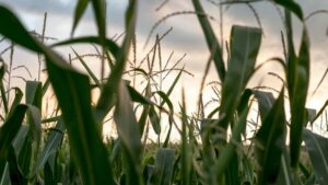 Phospholutions Targets U.S. Corn Belt With Phosphate Solution, Secures Additional Investment