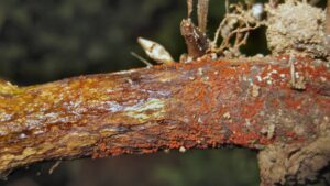 Will Red Crown Rot in Midwestern Soybeans Impact Yield?