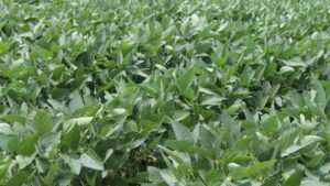 CHS Inks Deal with M.S. Technologies to Distribute New Line of Enlist E3 Soybeans