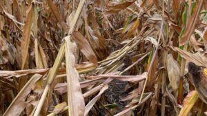 Prioritize Plant Health from Start to Finish to Advance Yields