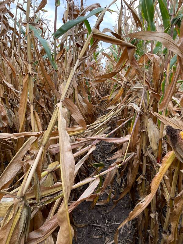 Strong stands and good plant health are on display with A630-04 to the right, whereas the competitor product to the left has stalks breaking below the ear.