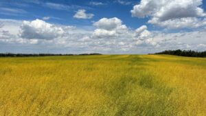 ADM, Syngenta Group Sign MoU to Support Low-Carbon Next-Generation Oilseeds