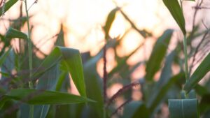 Primary Focus for Newly Formed Mosaic Biosciences Is Enhancing Nutrient Use Efficiency