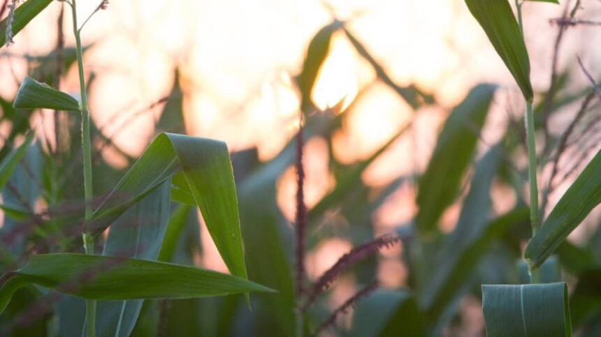 New Research Demonstrates Yield Advantage of Including Bio Crop Nutrition With Performance Fertilizer Applications