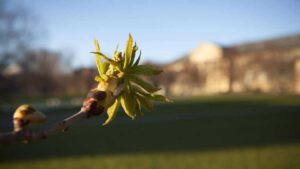 2024 Best Colleges for Agricultural Sciences in America