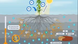 Groundwork BioAg Launches New Carbon Program
