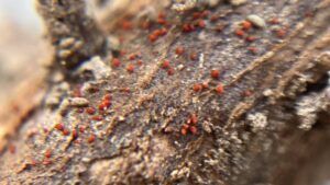 Red Crown Rot Threatens Midwest Soybean Yields