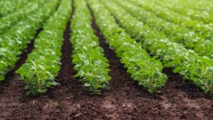 ZeaKal and Meherrin AG Collaboration Builds on Multi-Stakeholder Soybean Supply Chain