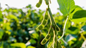 BASF Introduces xarvio SeedSelect As Part of xarvio FIELD MANAGER