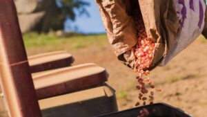 CropLife 100: A Bump in Seed Sales in 2023 Bodes Well for the Future